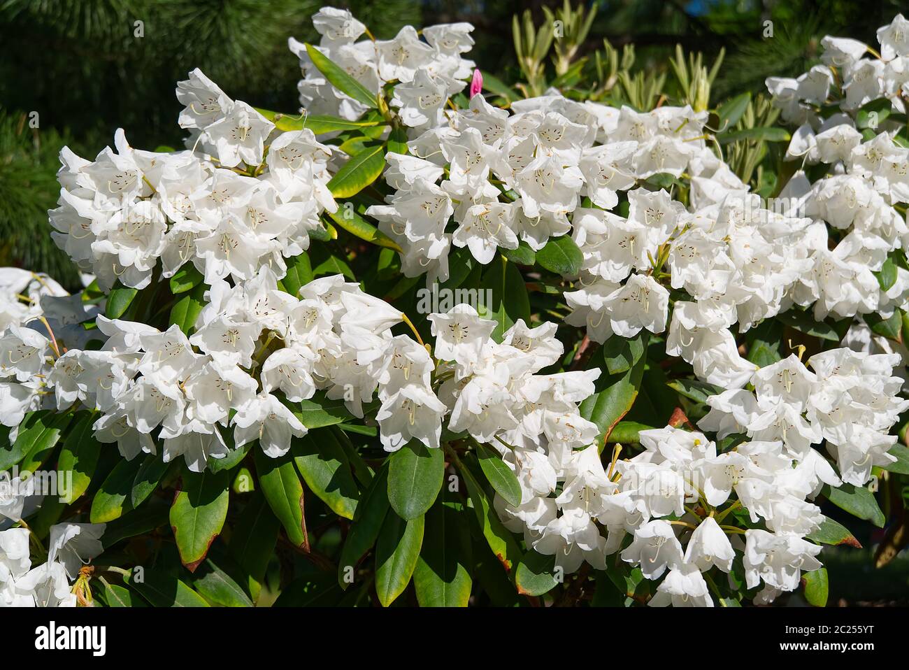 white rhododendrons close-up. Delicate white azalea Rhododendron flowers. Landscape design. Stock Photo