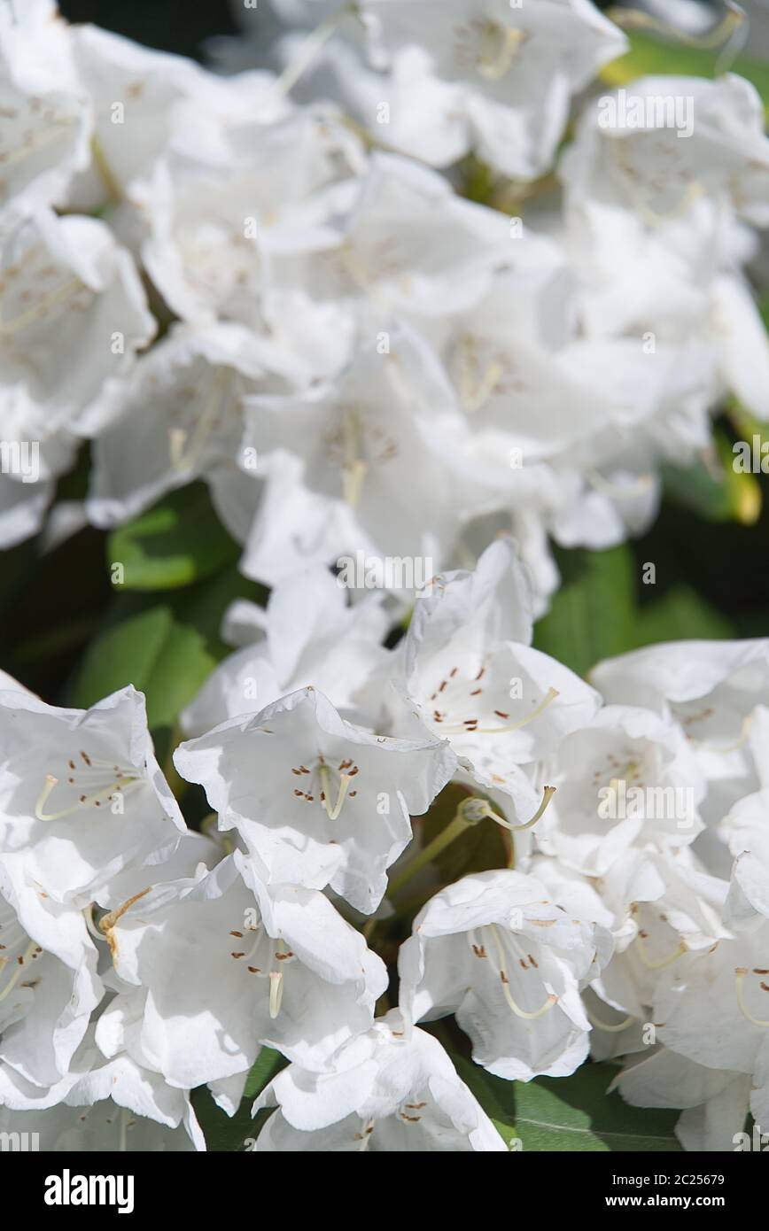 white rhododendrons closeup. Delicate white azalea Rhododendron
