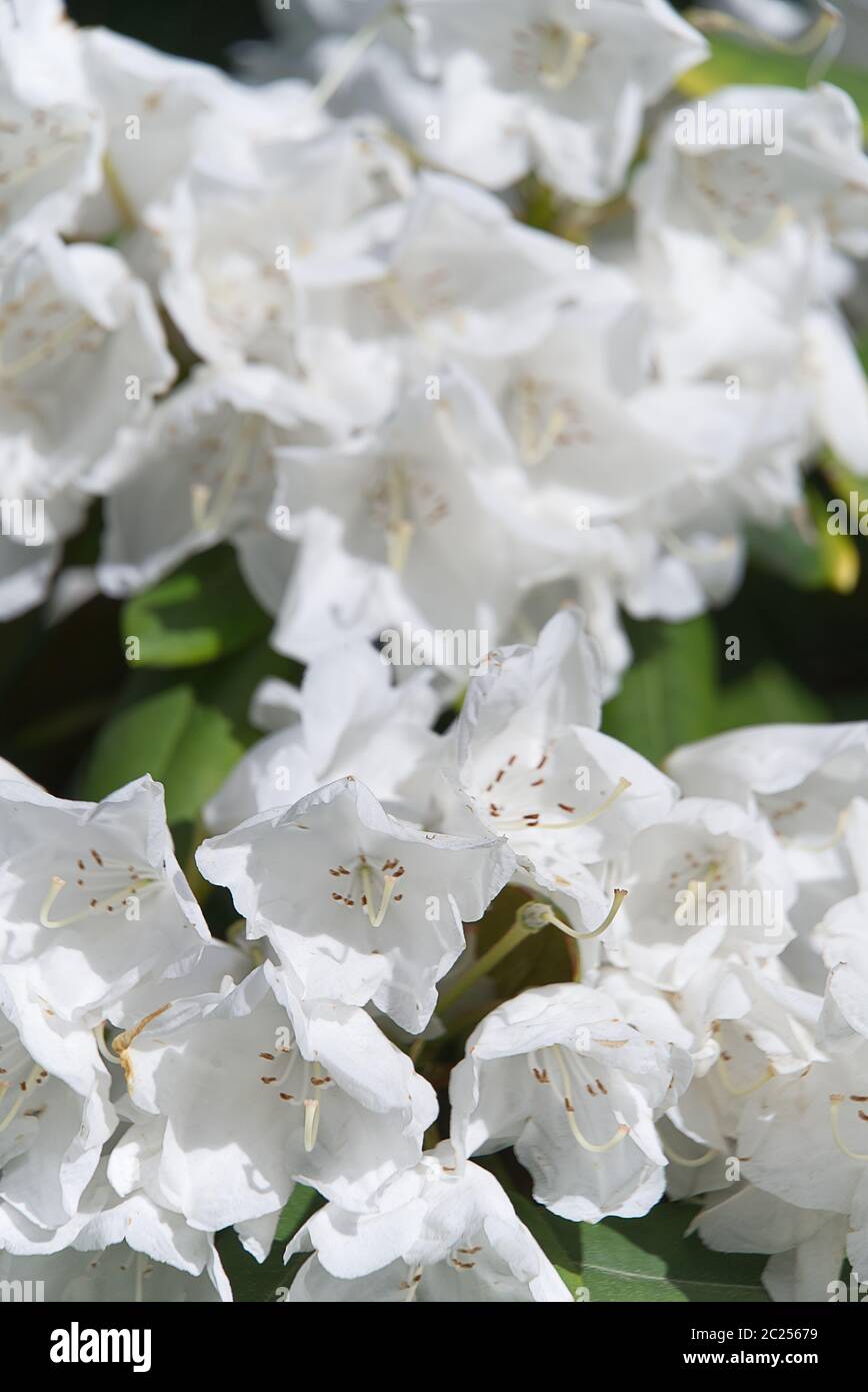 white rhododendrons close-up. Delicate white azalea Rhododendron flowers. Landscape design. Stock Photo