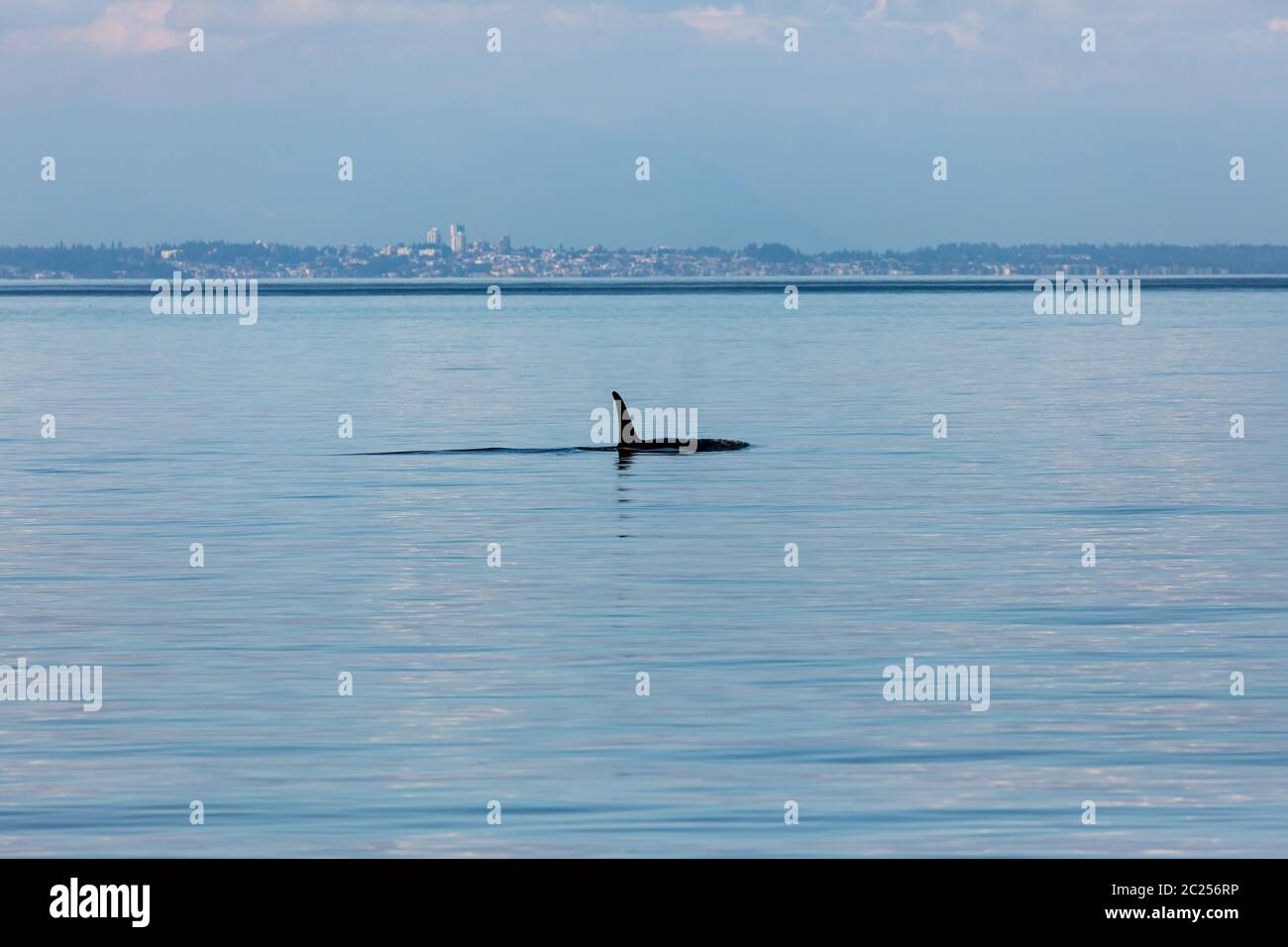 Whales in the ocean hi-res stock photography and images - Alamy