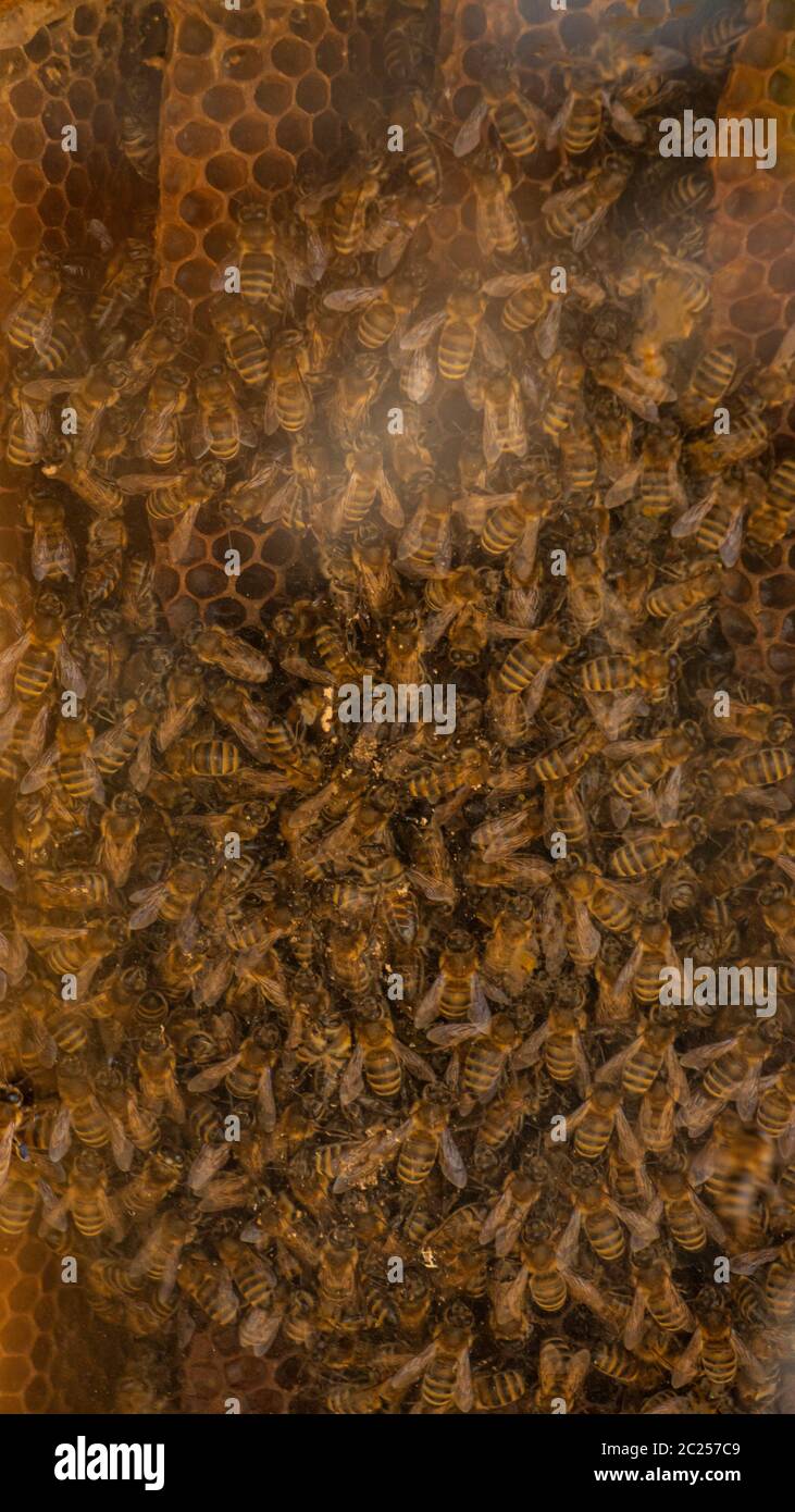 Honey bee family on the beehive Stock Photo
