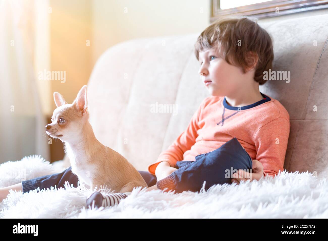 Puppy chihuahua and child boy watching movie together, sitting on sofa entertaining in living room. Caucasian kid and dog enjoying free leisure time Stock Photo