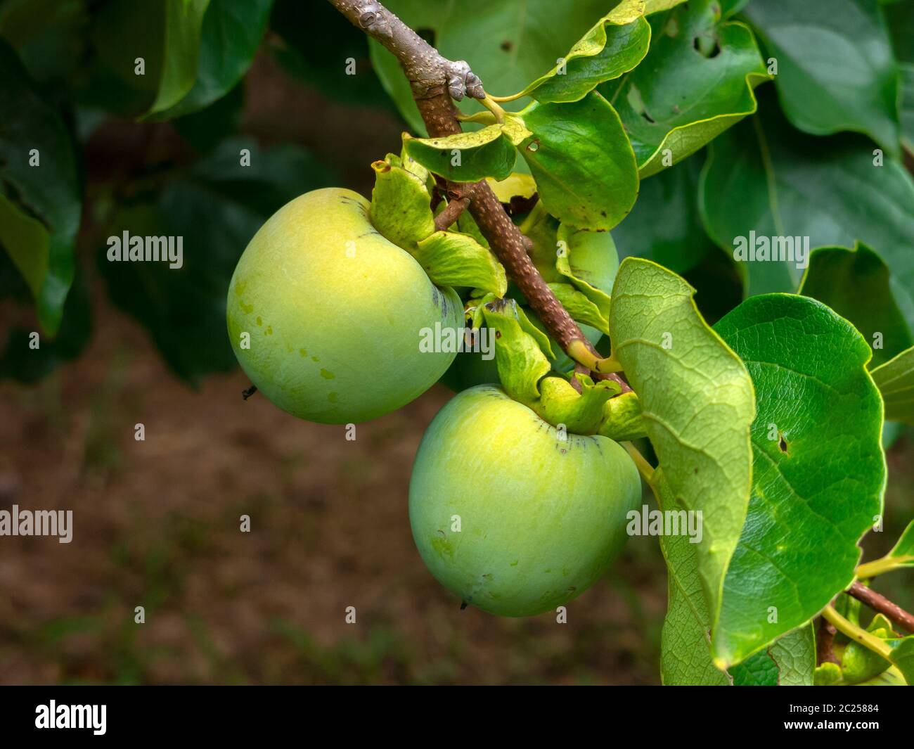Not Mature green Kaki (Khaki, Persimmon) fruits on tree Stock Photo
