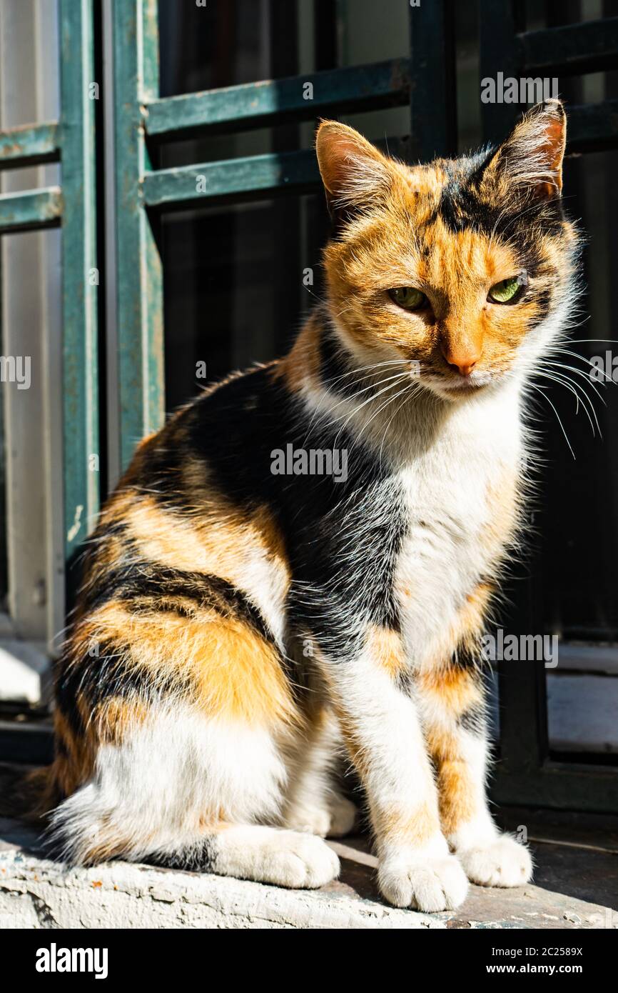 Three colors cat hires stock photography and images Alamy
