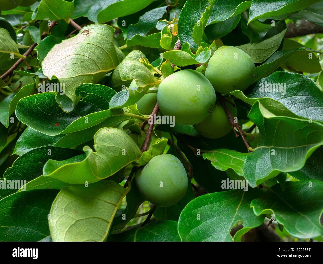 Not Mature green Kaki (Khaki, Persimmon) fruits on tree Stock Photo
