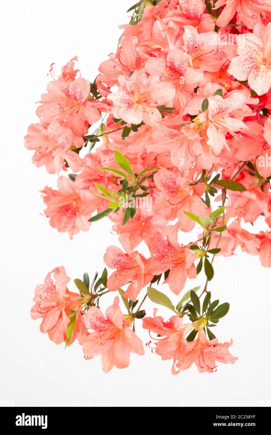 Flowering branch of Azalea shrub  photographed in studio, close up with white background. Stock Photo