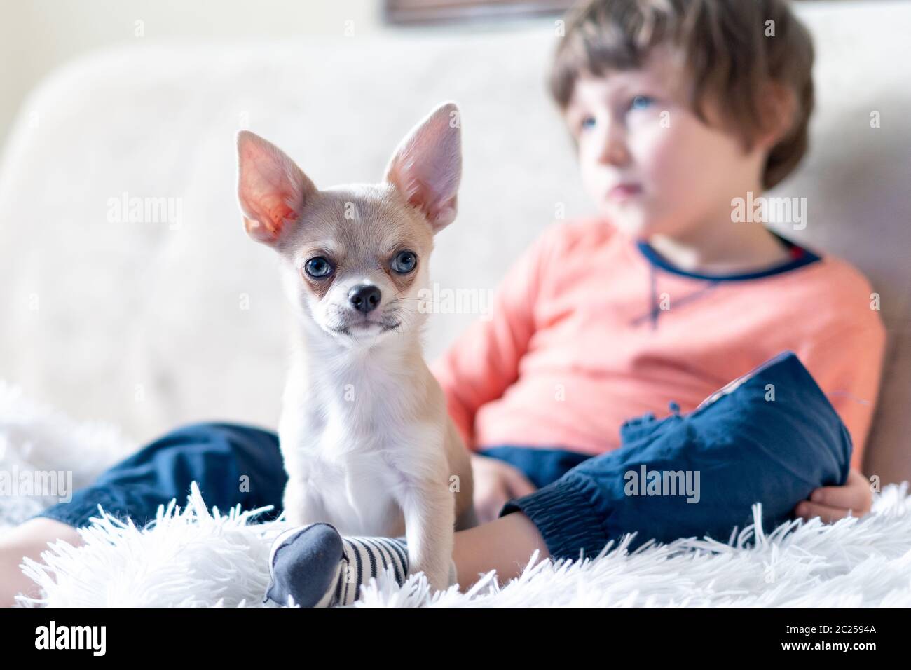 Puppy chihuahua and child boy watching movie together, sitting on sofa entertaining in living room. Caucasian kid and dog enjoying free leisure time Stock Photo