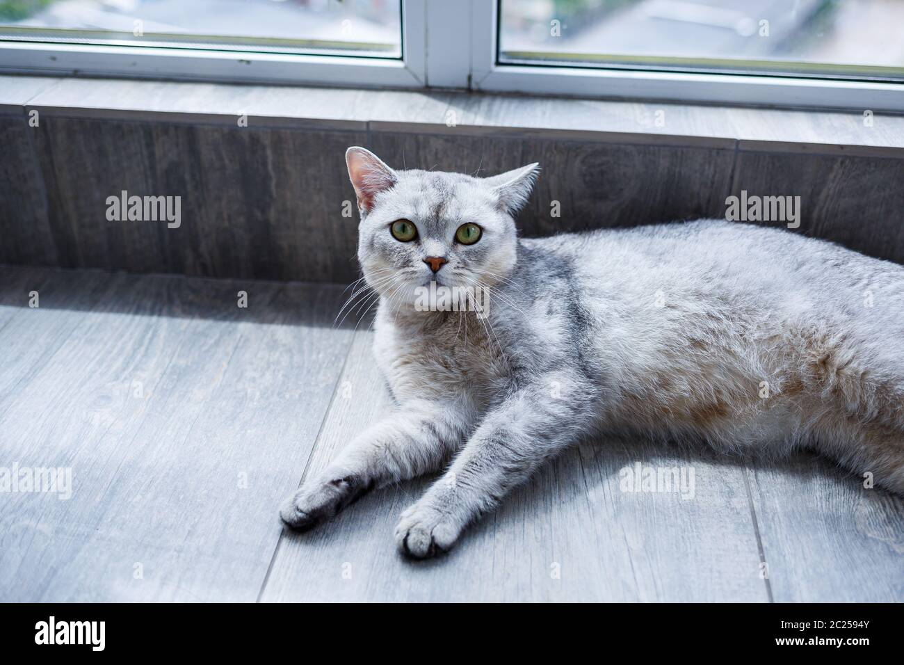 A big gray fluffy cat lies on the floor. The concept of pets Stock ...