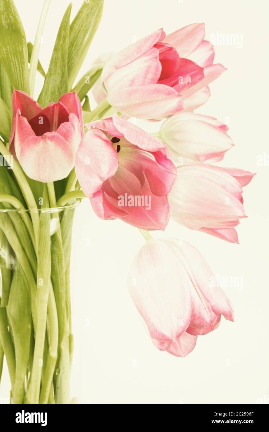 Clear Glass vase with arranged tulips and copy space in portrait orientation. Stock Photo