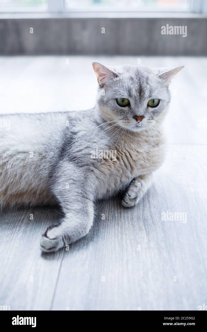 A big gray fluffy cat lies on the floor. The concept of pets Stock ...