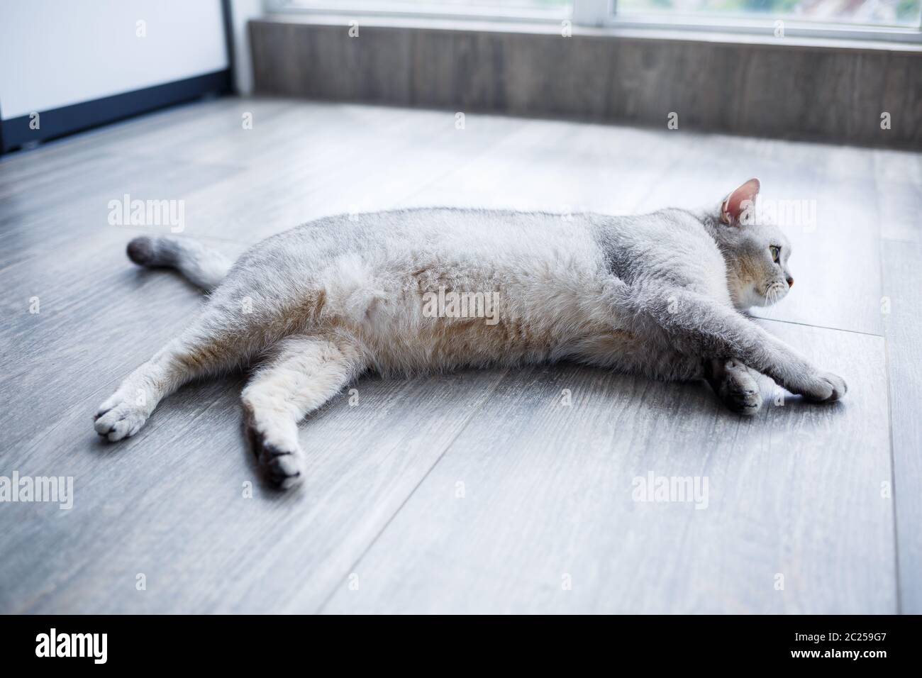 A big gray fluffy cat lies on the floor. The concept of pets Stock ...
