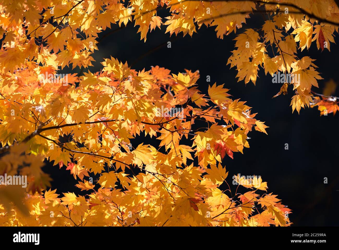 Red leave of maple tree for autumn fall background Stock Photo - Alamy