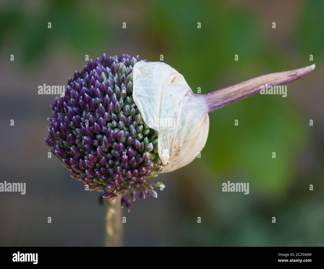 Allium 'Summer Drummer'  emerging from bud Stock Photo