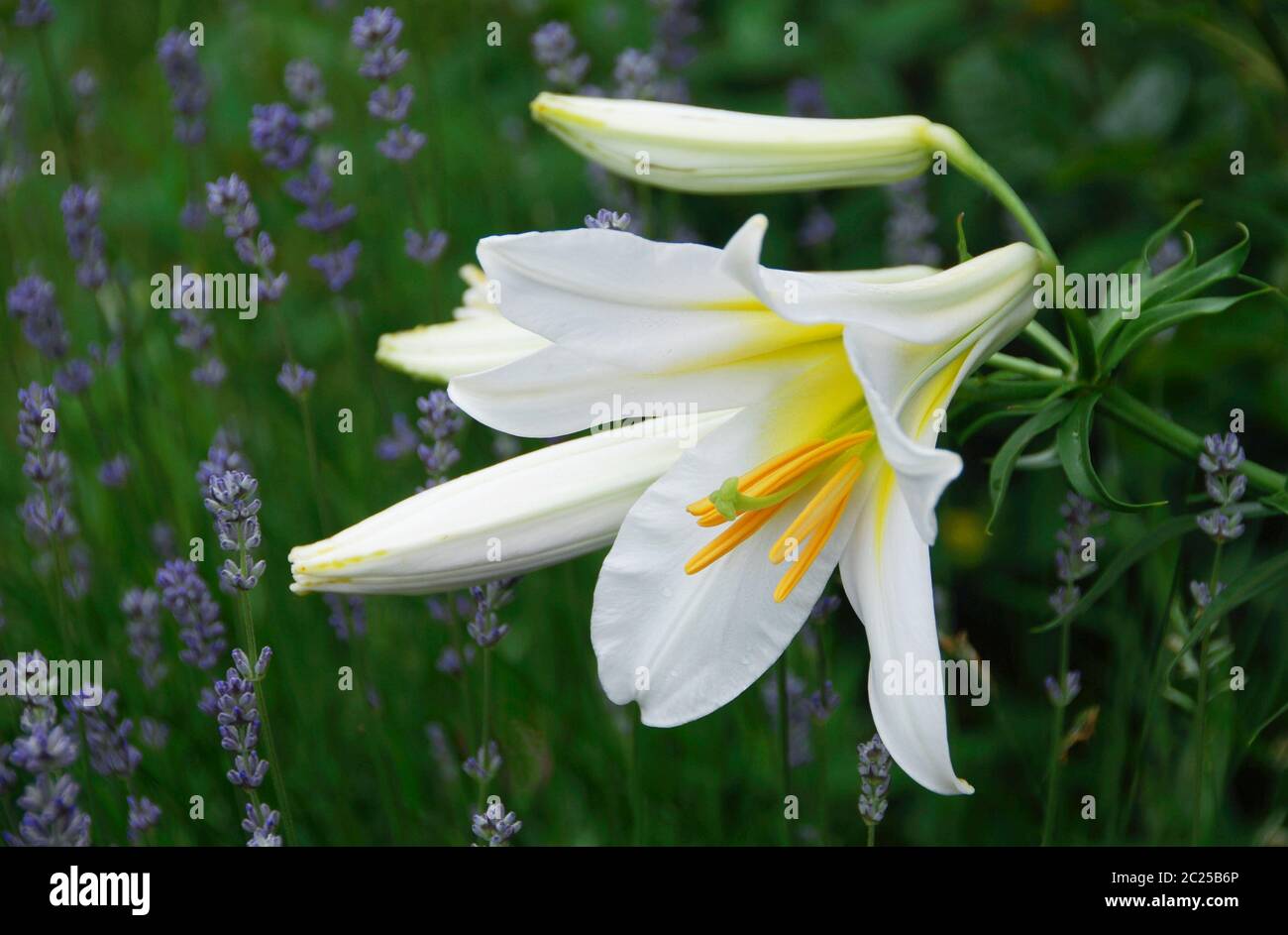 Lilium longiflorum & lavender Stock Photo