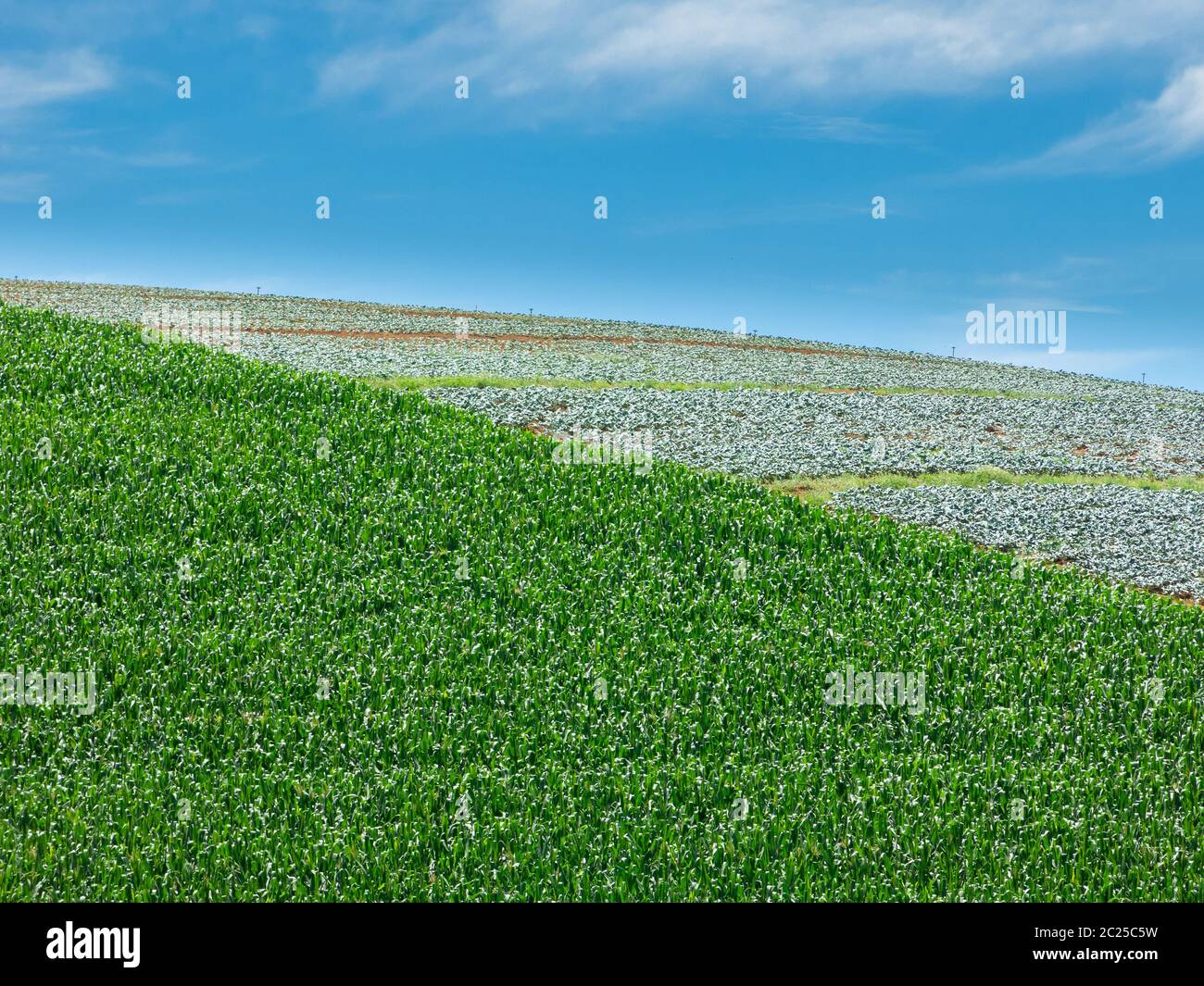 Corn field plantation in Brazil Stock Photo