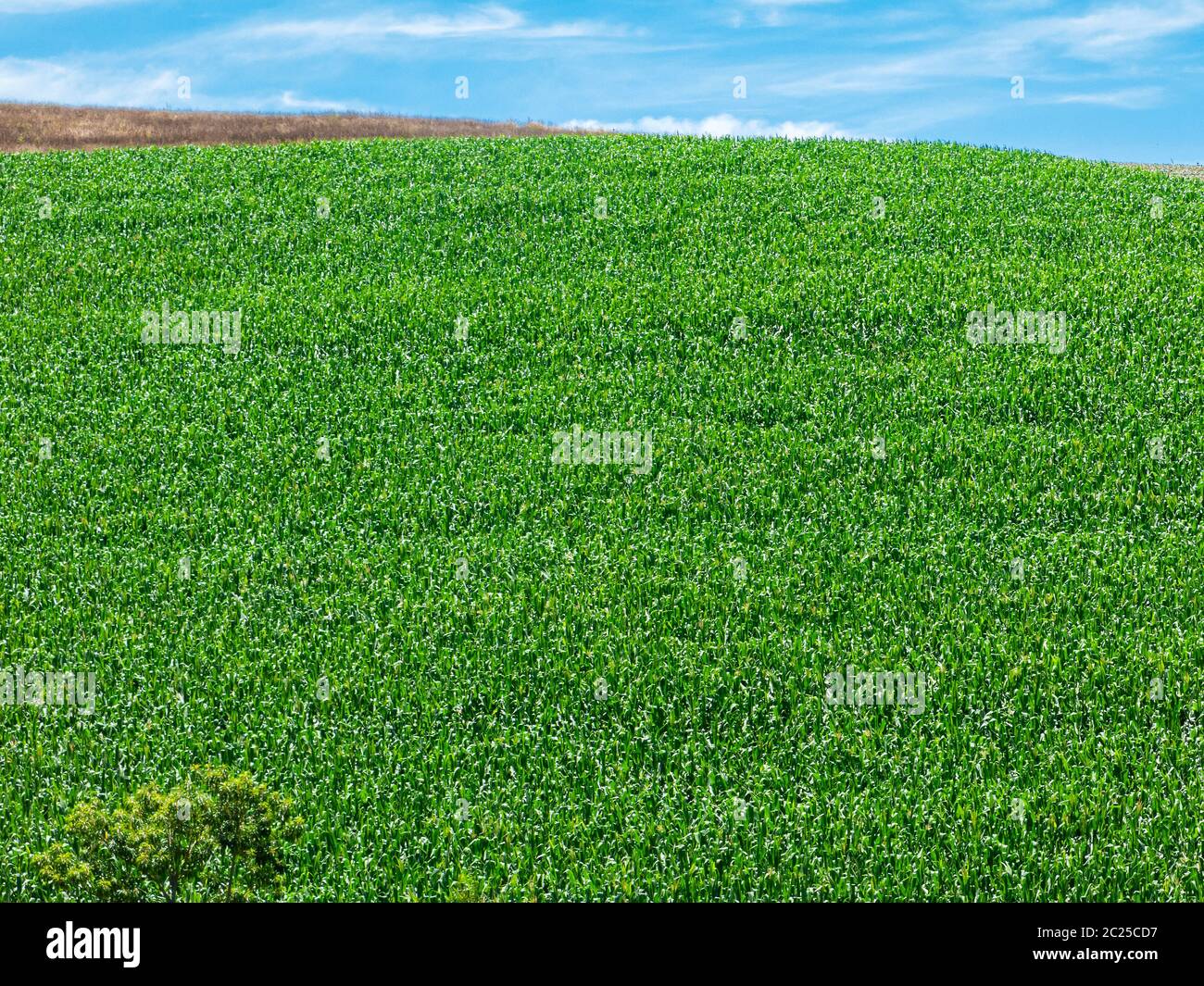 Corn field plantation in Brazil - pattern abstract Stock Photo