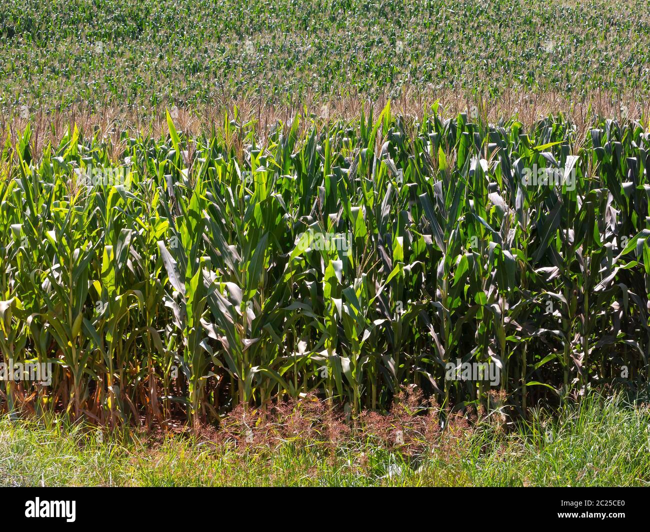 Corn field plantation in Brazil Stock Photo