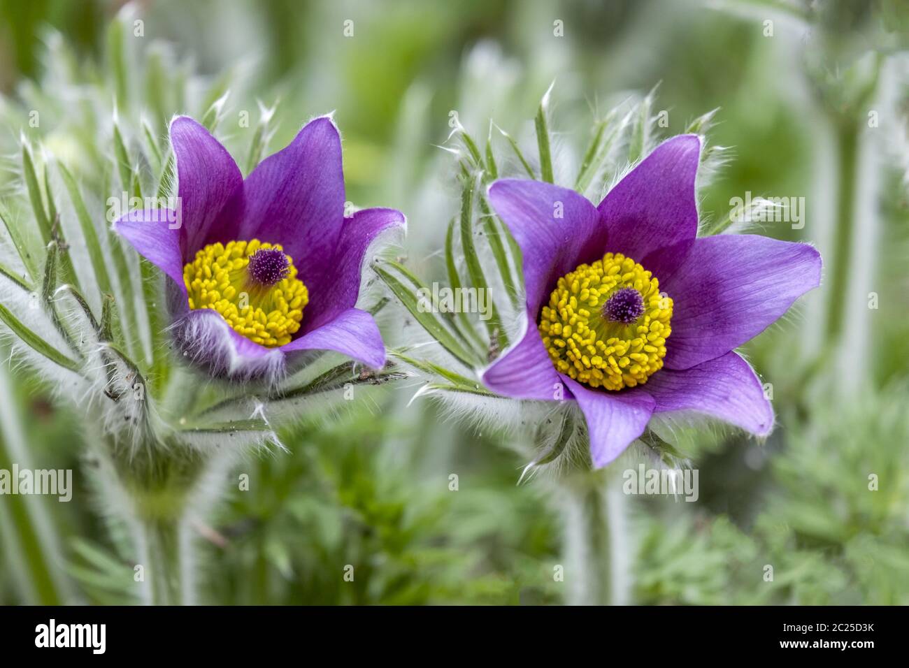 Kitchen clamp hires stock photography and images Alamy