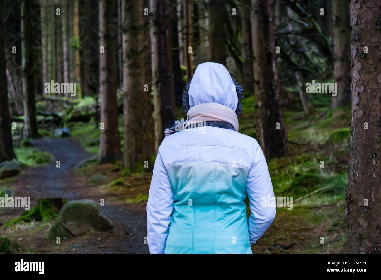 Back view of a young woman hiking in Irish forest. Hiking girl is ...