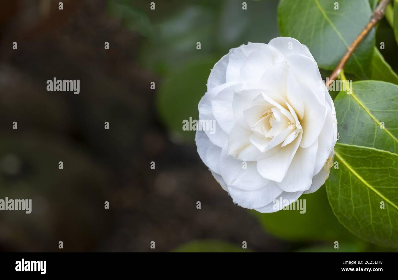 Camelia Camelia