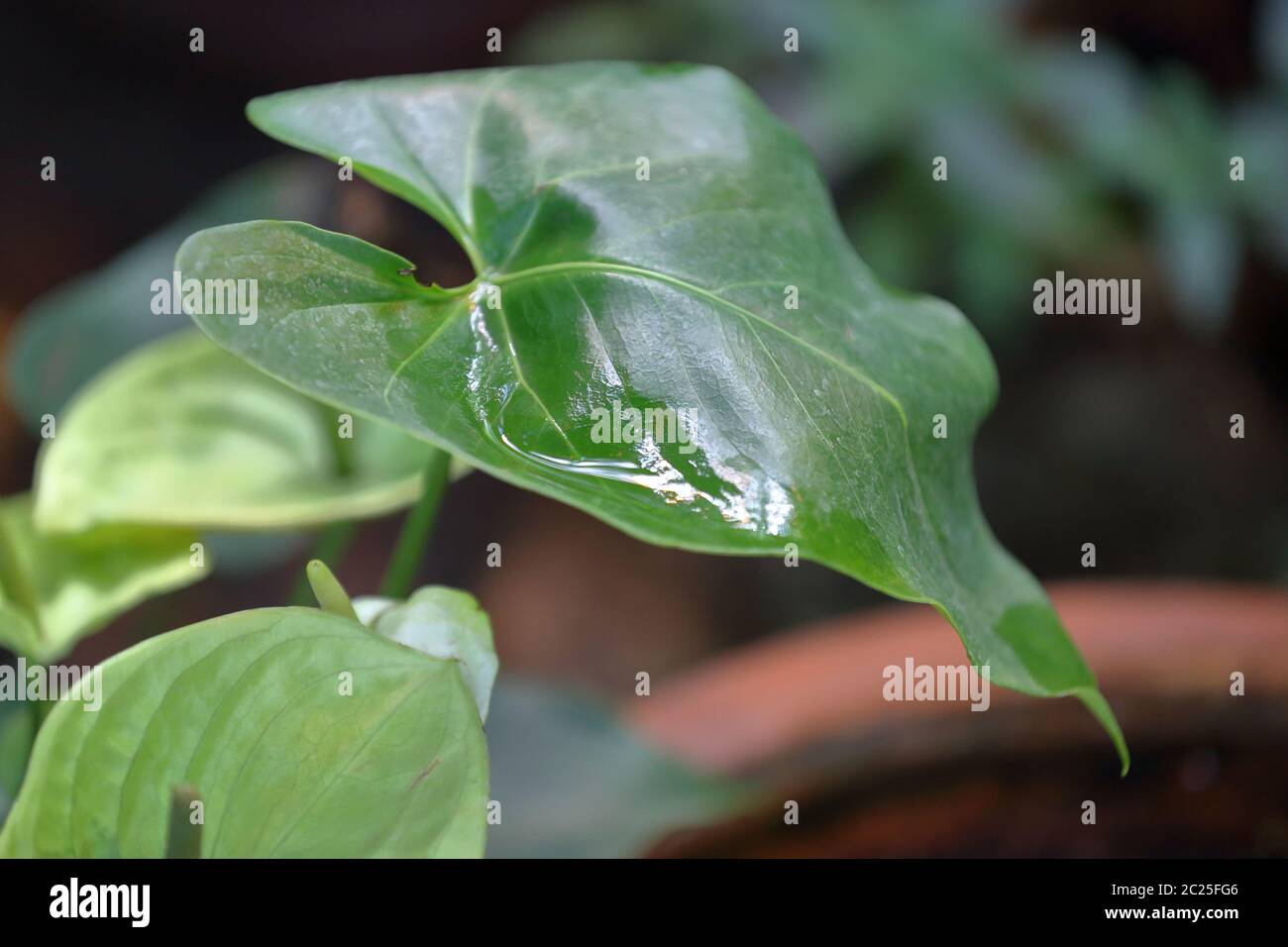 Thick green stalk hires stock photography and images Alamy
