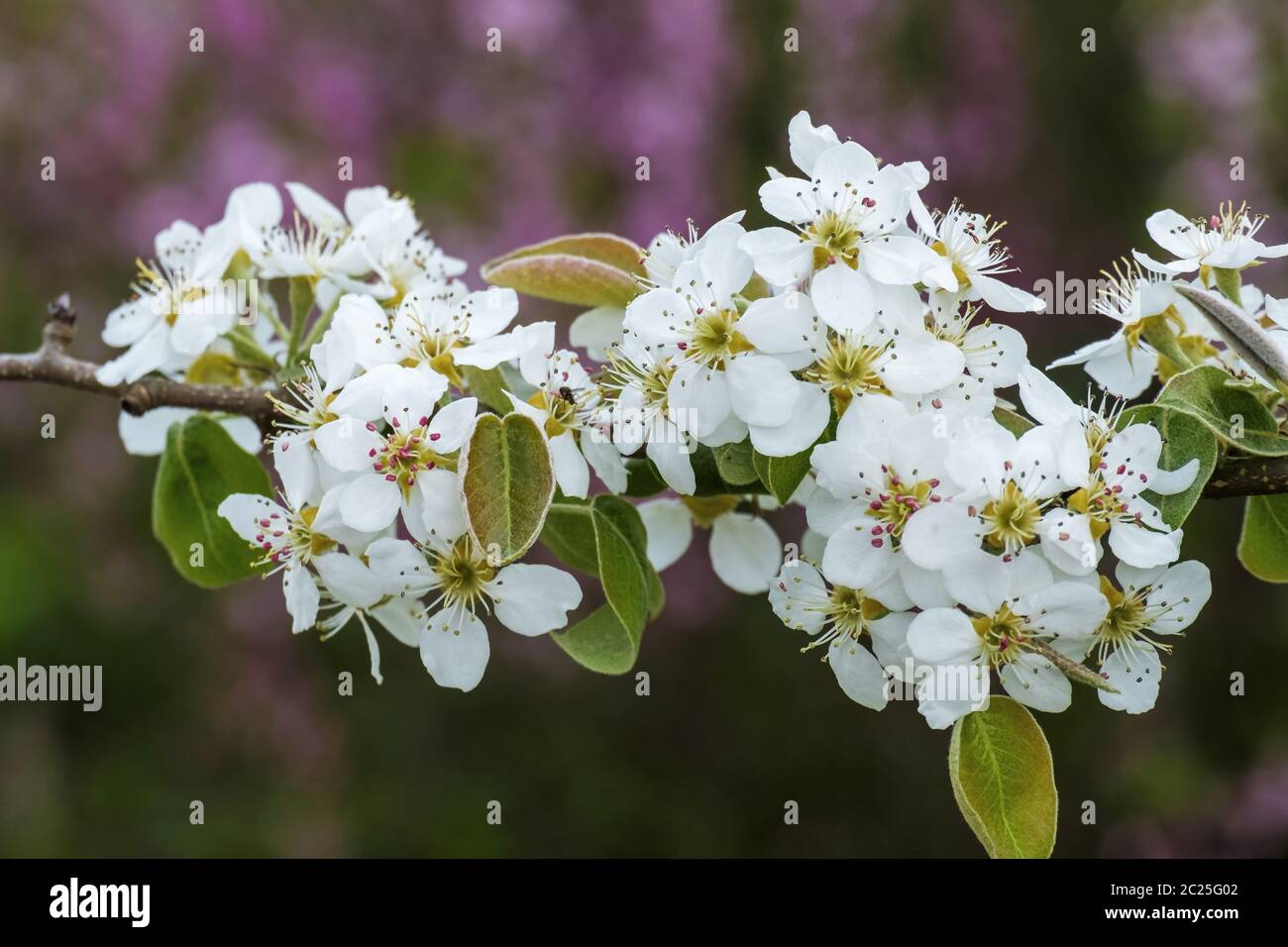 Pear tree blossom (Pyrus) Stock Photo