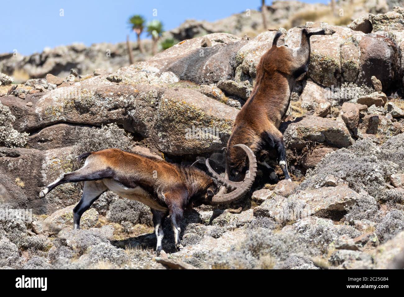Male Walia Ibex Fighting High Resolution Stock Photography And Images Alamy