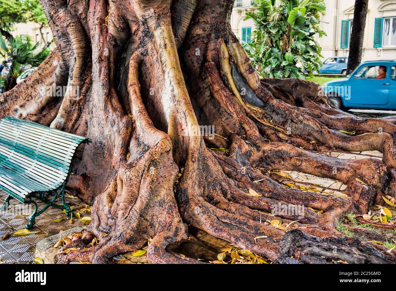 Calabria Tree Huge root from an old tree in Reggio di Calabria Stock Photo - Alamy