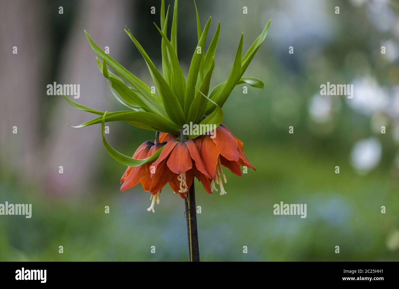 Kaiserkrone (Fritillaria imperialis= Stock Photo
