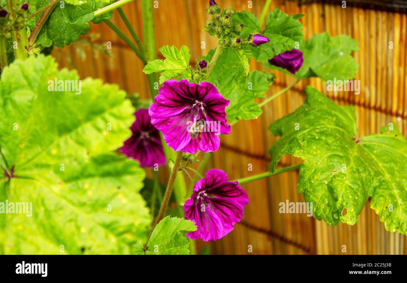 Flowering cranesbill with a bee in bloom on a sunny June day Stock Photo