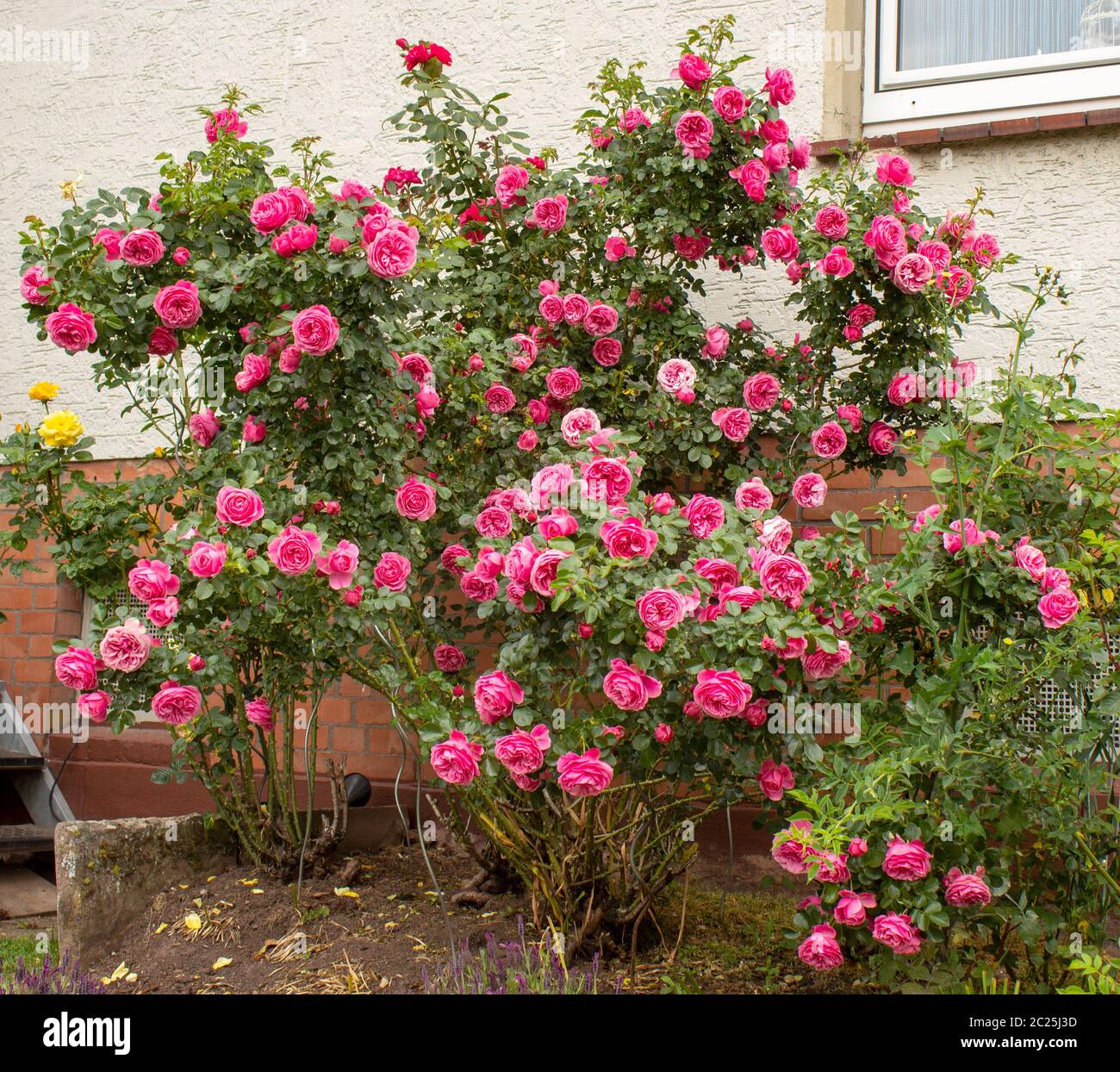 Large rose bush with the famous Rosa Centifolia Foliacea, the Provence Rose or Kohl-Rose Stock Photo