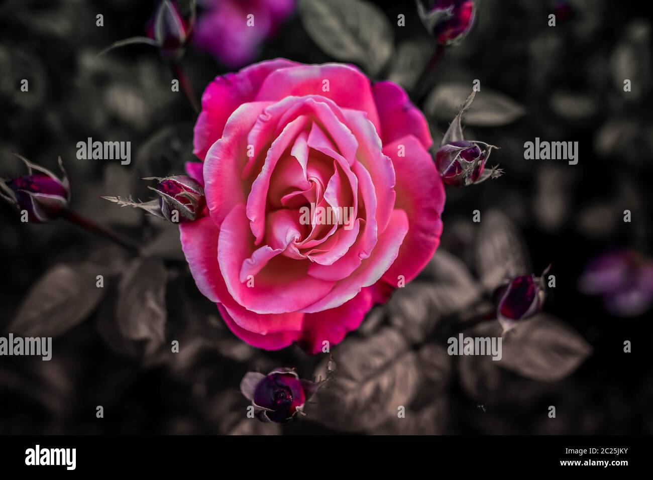 Rose nature art hi-res stock photography and images - Alamy