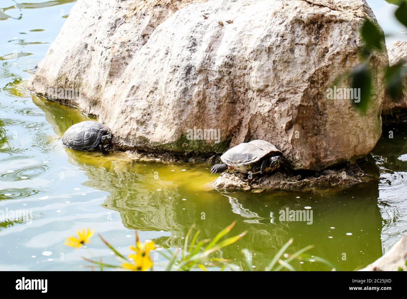 close up, details of turtle, turtles Stock Photo