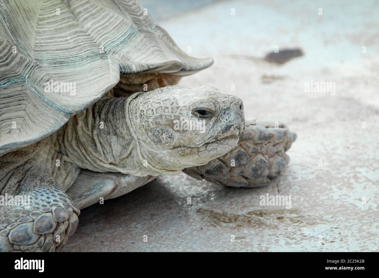 close up, details of turtle, turtles Stock Photo