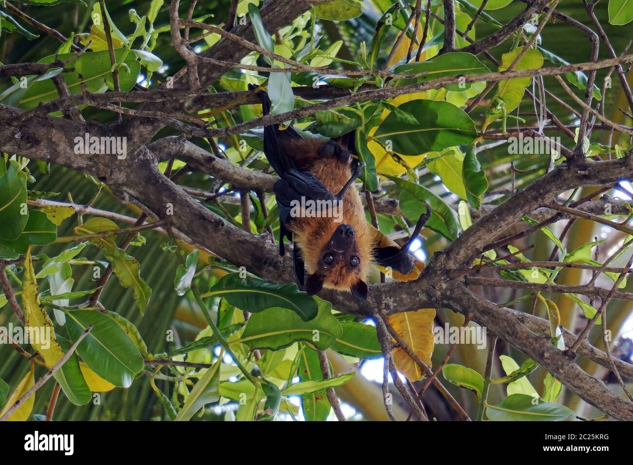 A male flying fox hangs upside down in a tree in Asia. A flying dog in a tree Stock Photo