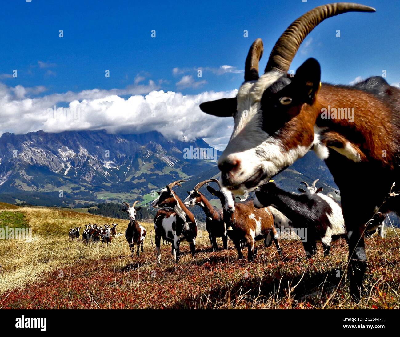 curiosity goatherd in mountainlandscape Stock Photo