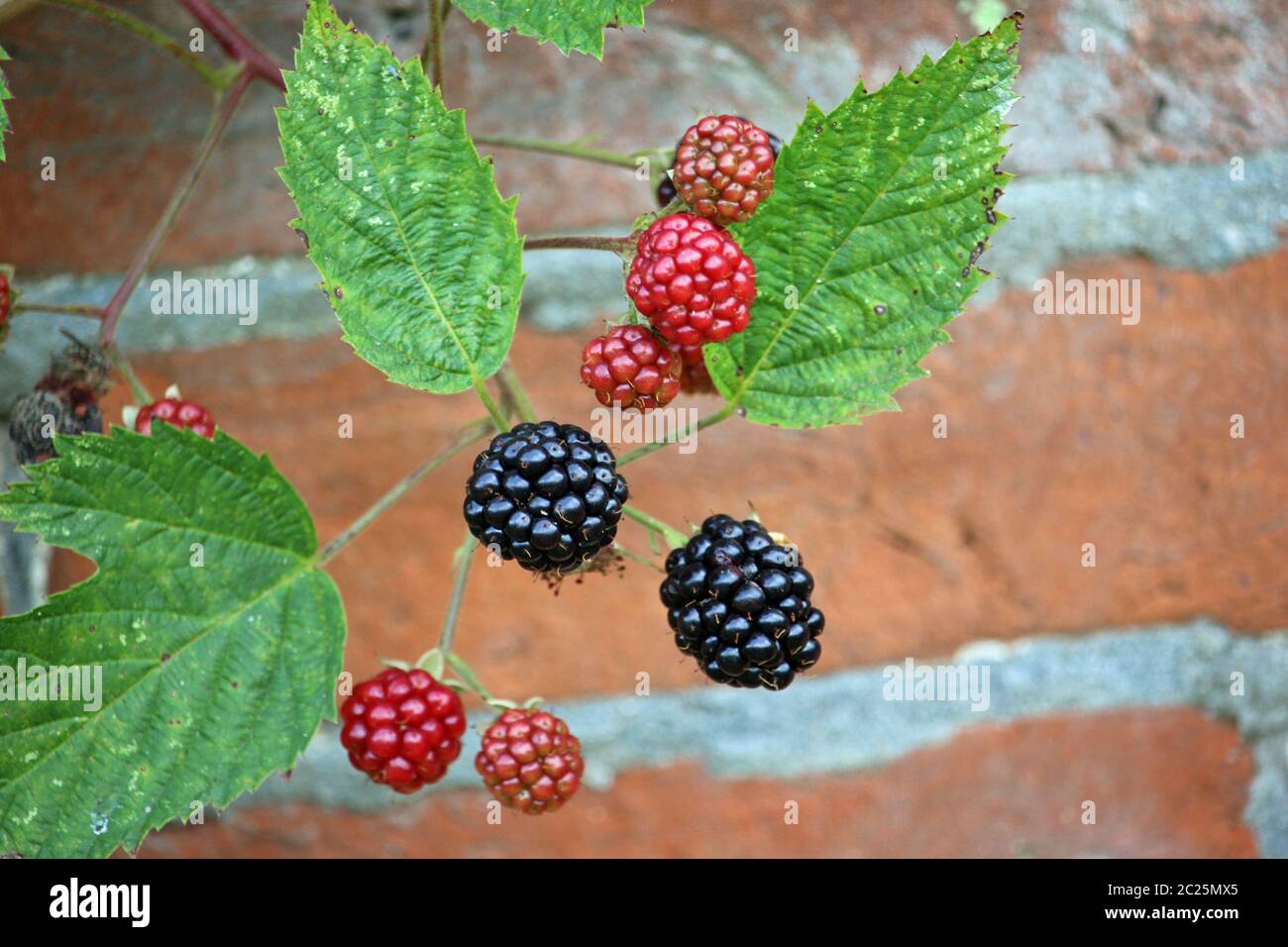 Ripe blackberry, Rubus, fruits and unripe red ones with leaves and a red brick wall blurred in the background. Stock Photo