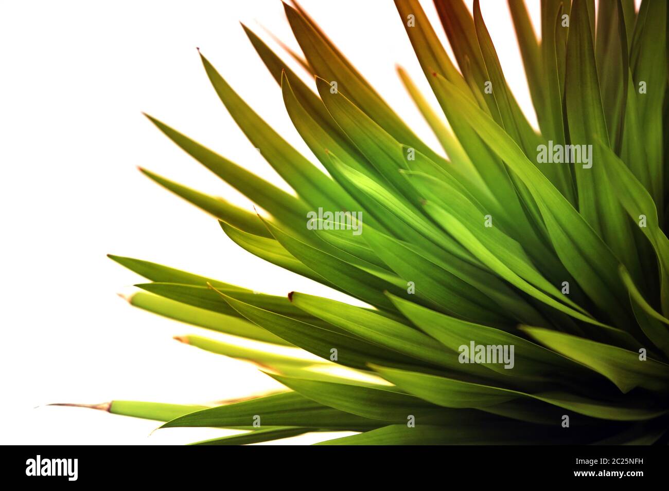 Soft focus background in green hi-res stock photography and images - Alamy