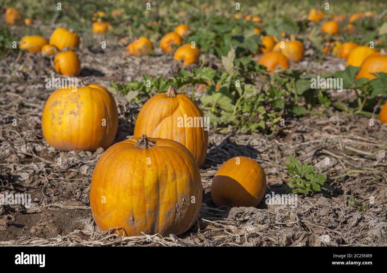 Pumpkin harvest Stock Photo