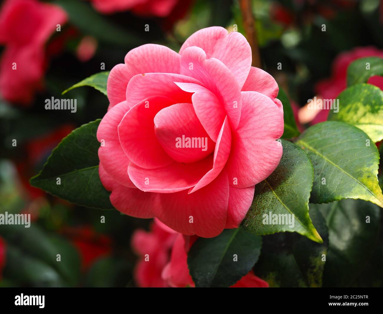 Closeup of a beautiful pink Camellia flower with variegated green leaves Stock Photo