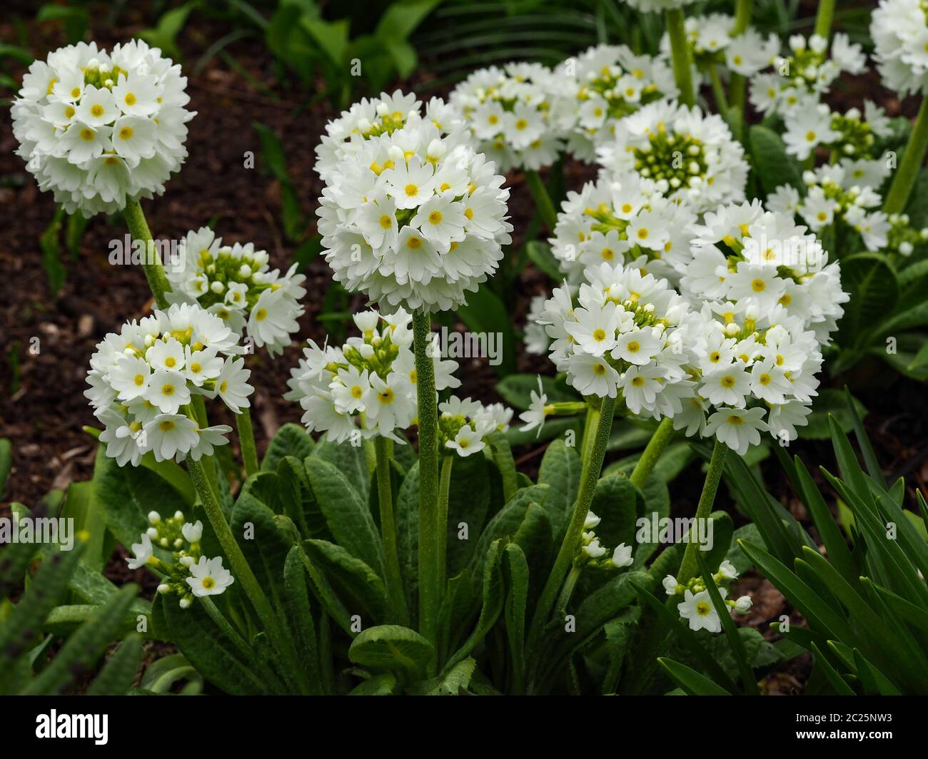 White drumstick primulas (Primula denticulata alba) in a spring garden Stock Photo