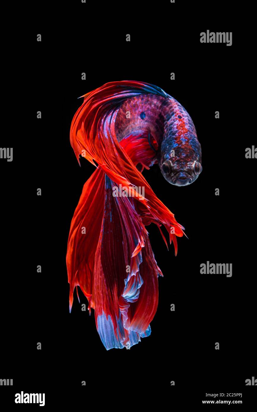 Red And Blue Betta Fish Stock Photo Alamy