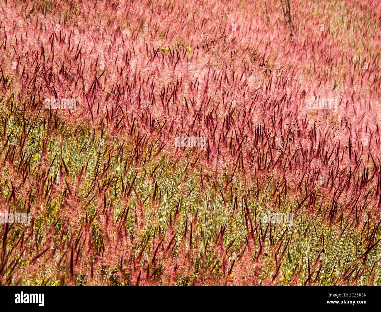 Multi colored bushes pattern Stock Photo - Alamy