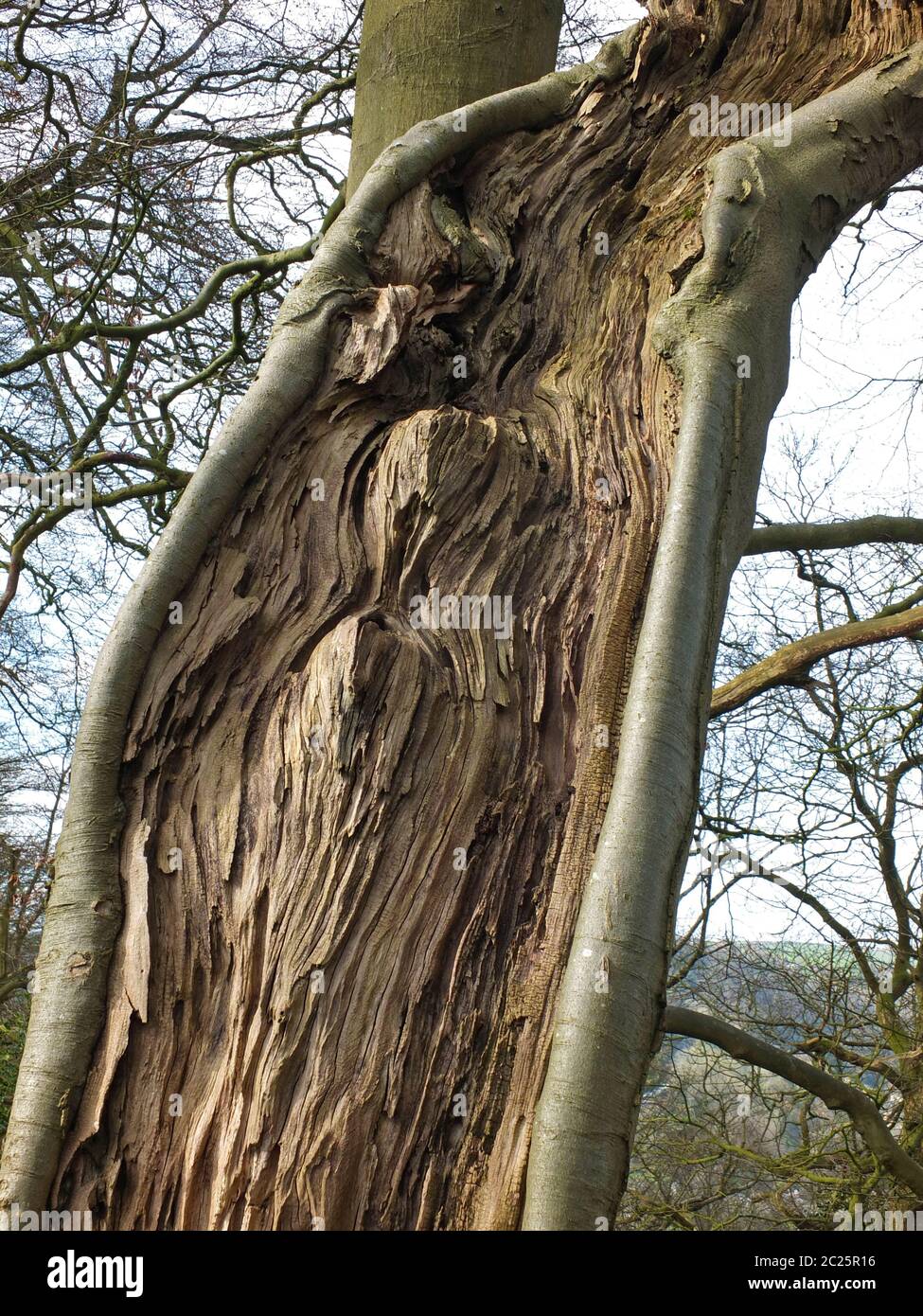 Exposed tree trunk hi-res stock photography and images - Alamy
