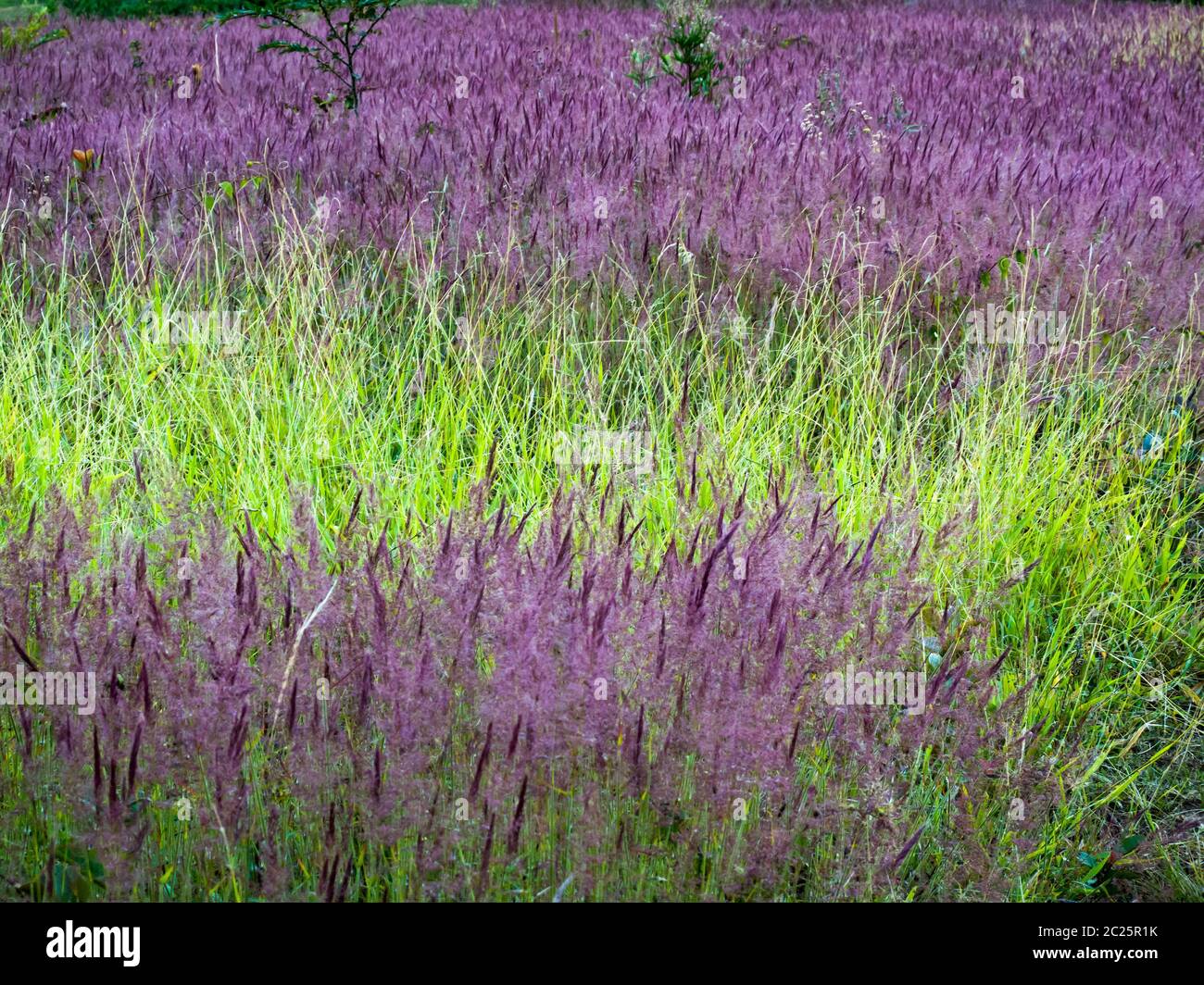 Multi colored bushes pattern Stock Photo - Alamy