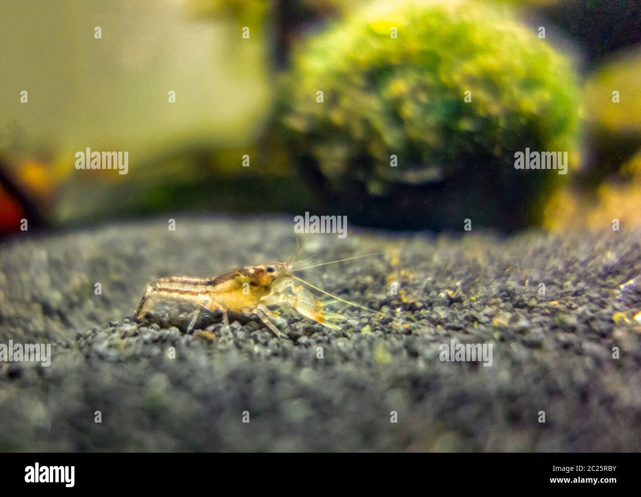 macro shot of a small freshwater crayfish in aquatic ambiance Stock Photo