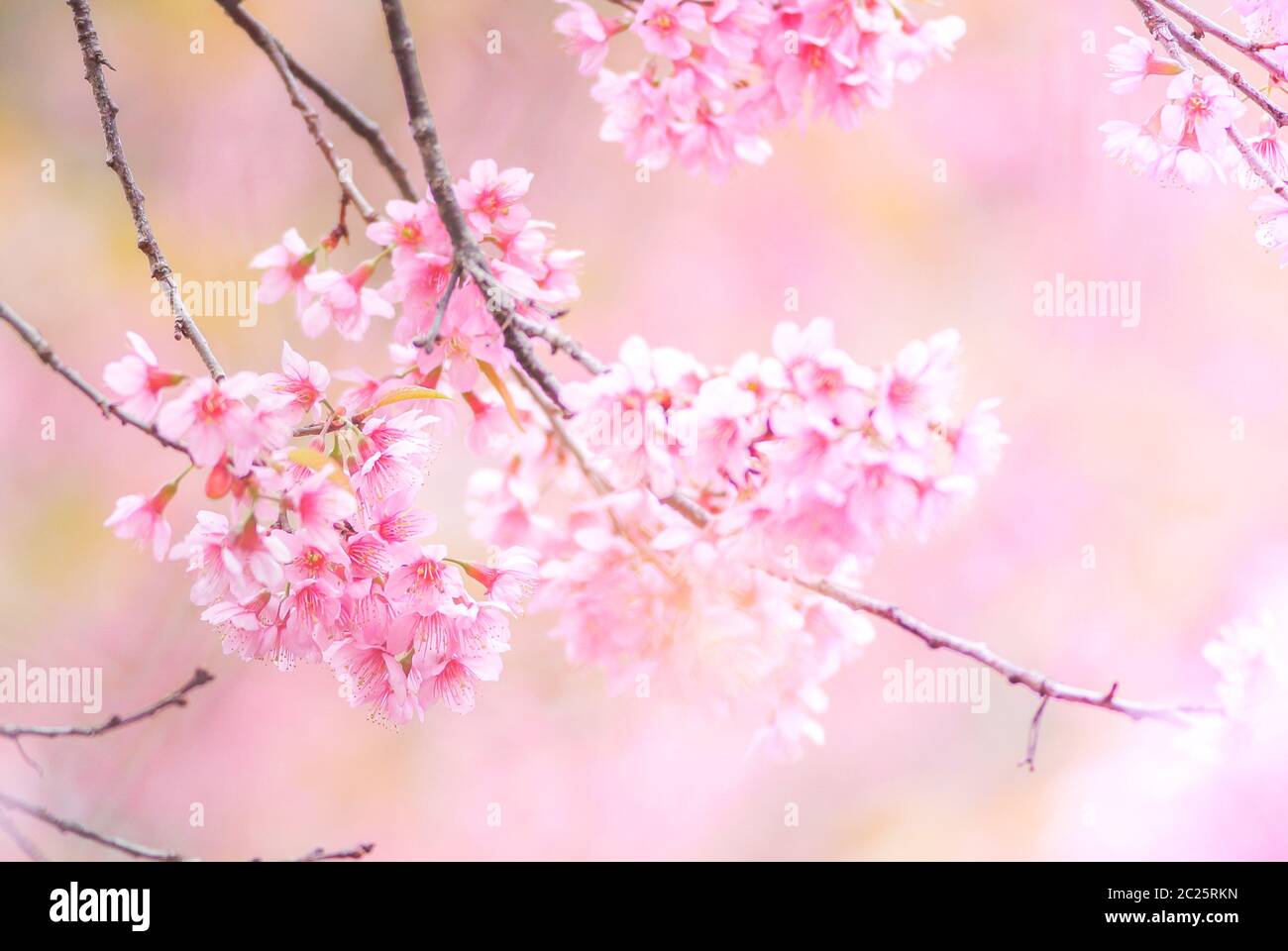 Soft focus on cherry blossom hi-res stock photography and images - Alamy