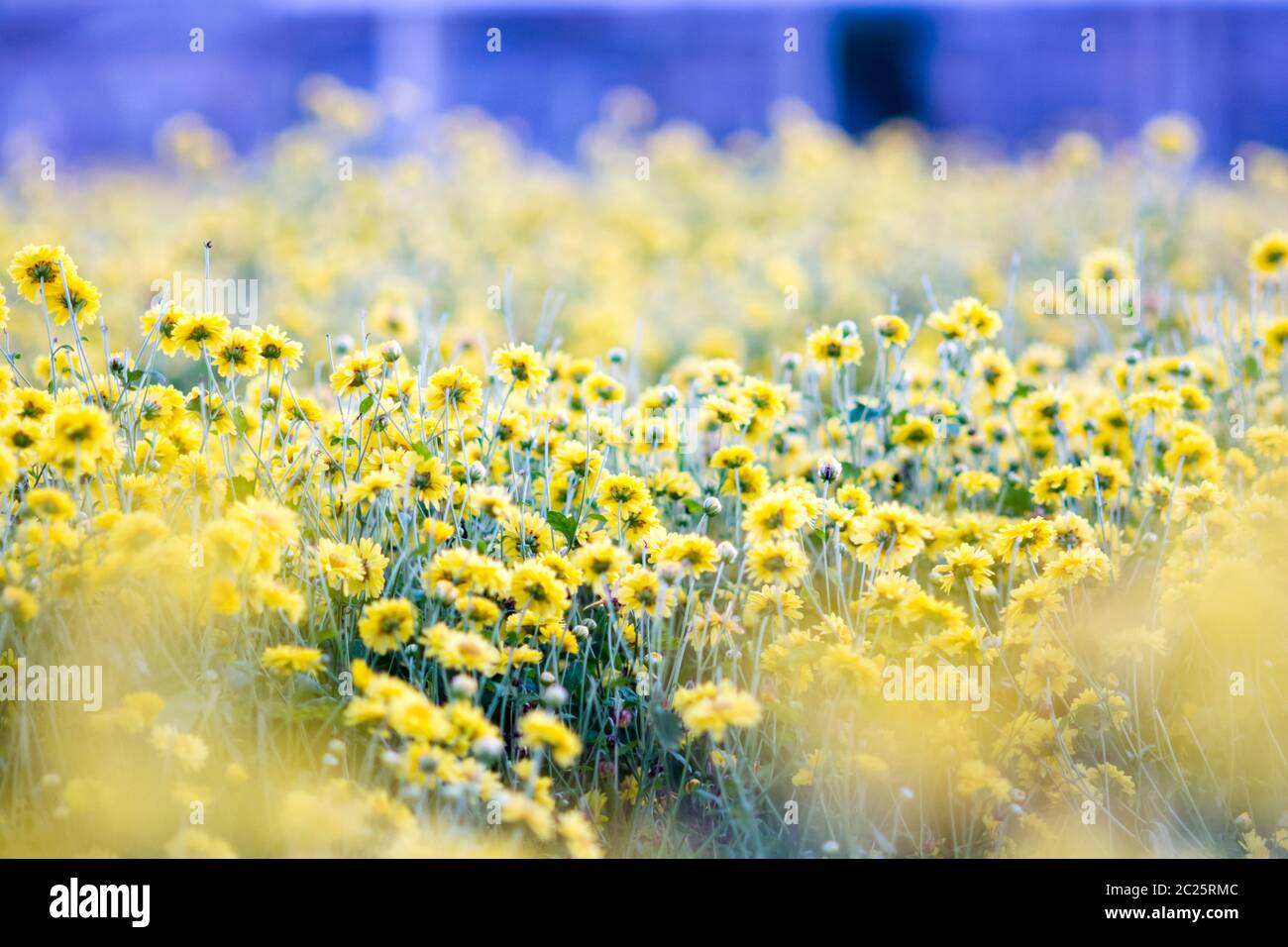 Chrysanthemum early yellow hi-res stock photography and images - Alamy