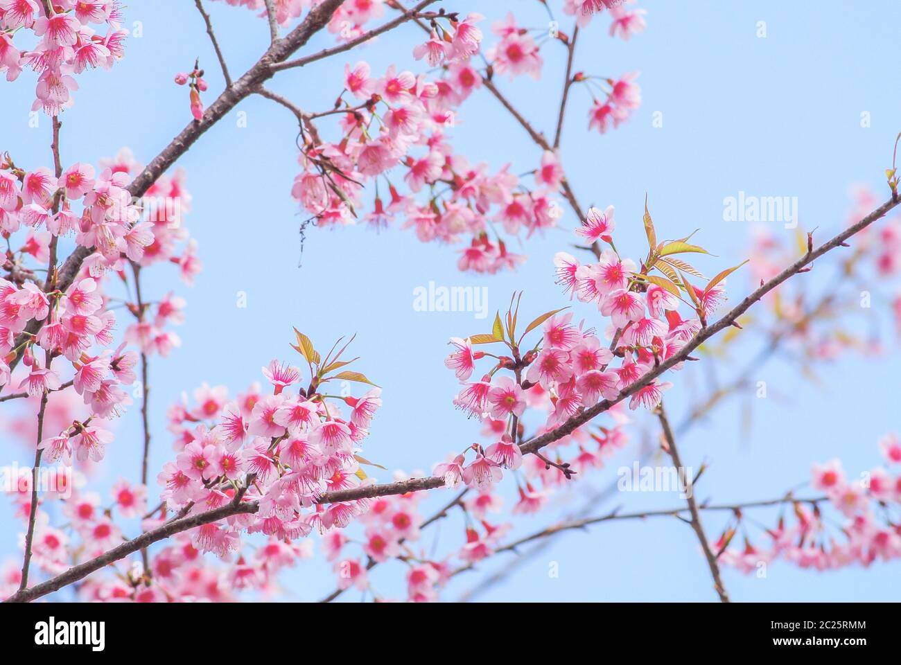 Cherry blossom soft focus hi-res stock photography and images - Alamy