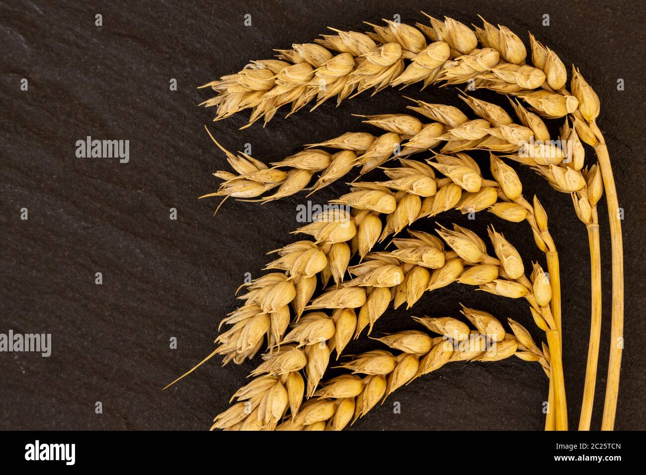 Cereal and Wheat at Harvest Stock Photo